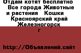 Отдам котят бесплатно  - Все города Животные и растения » Кошки   . Красноярский край,Железногорск г.